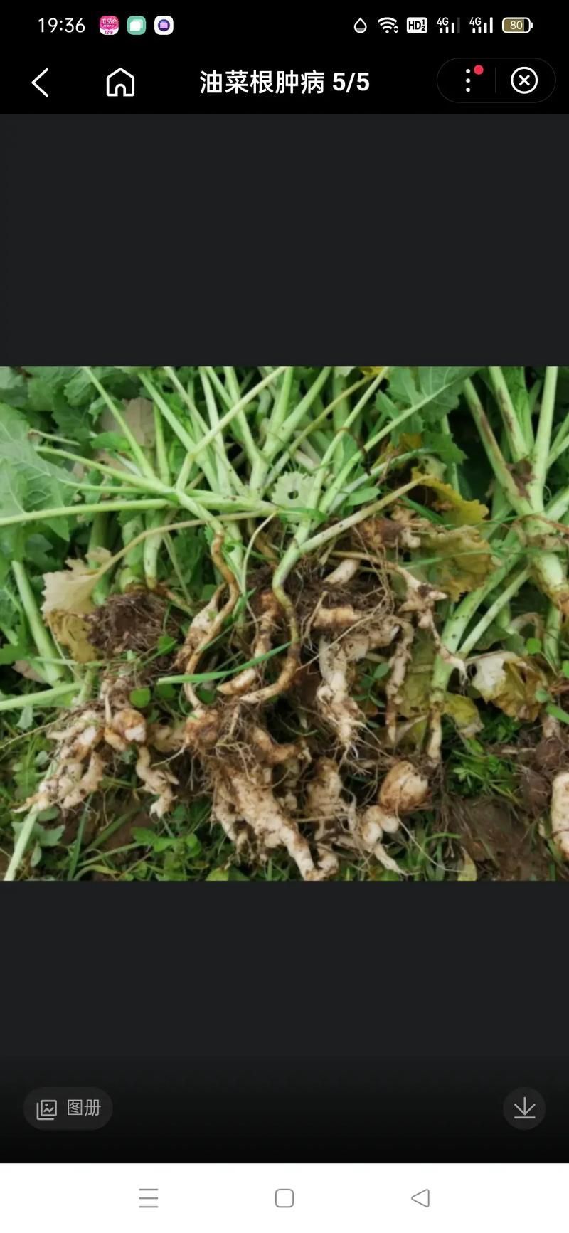 腫斑病和白點病有何區別