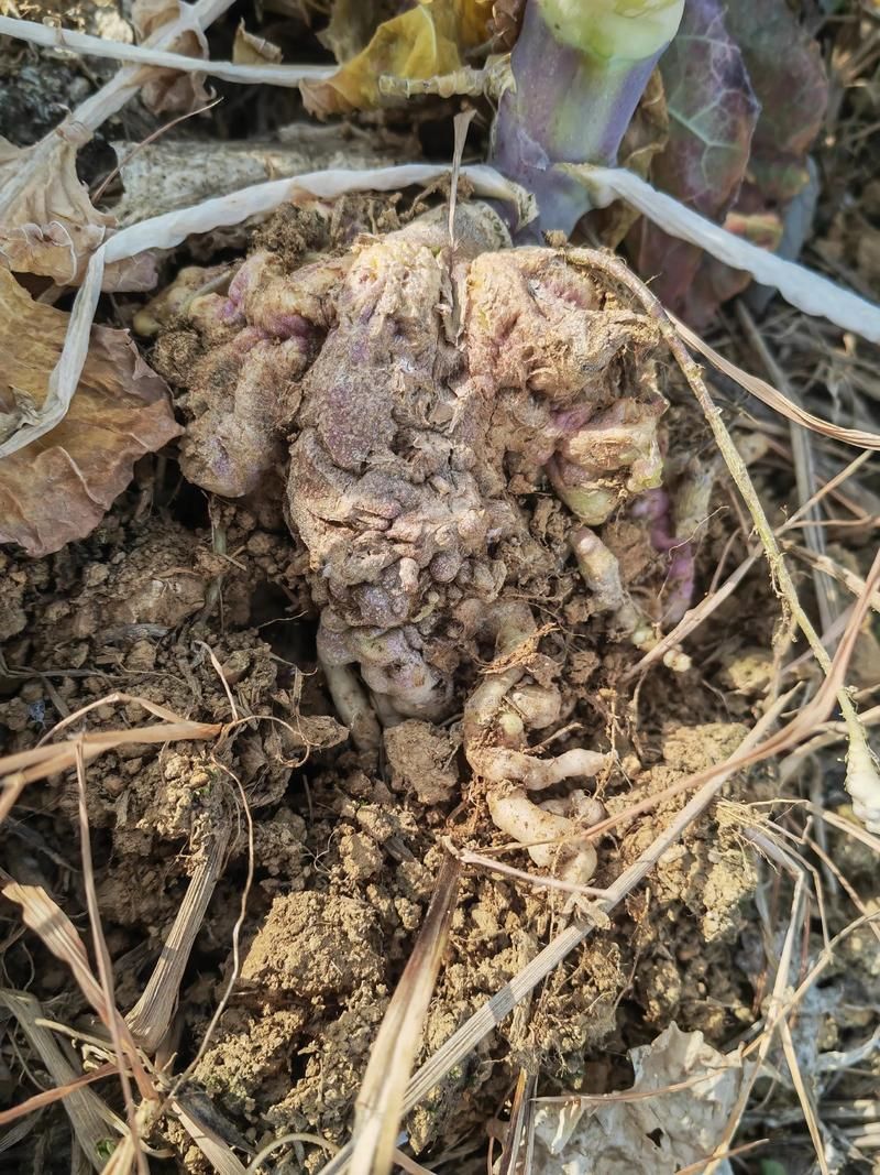 腫斑病和白點病有何區別