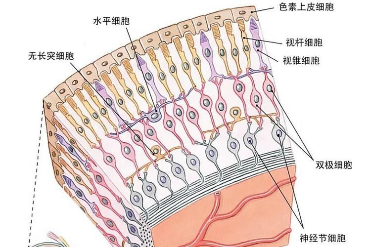 如何預防魚眼白膜的發(fā)生，如何預防魚眼白膜