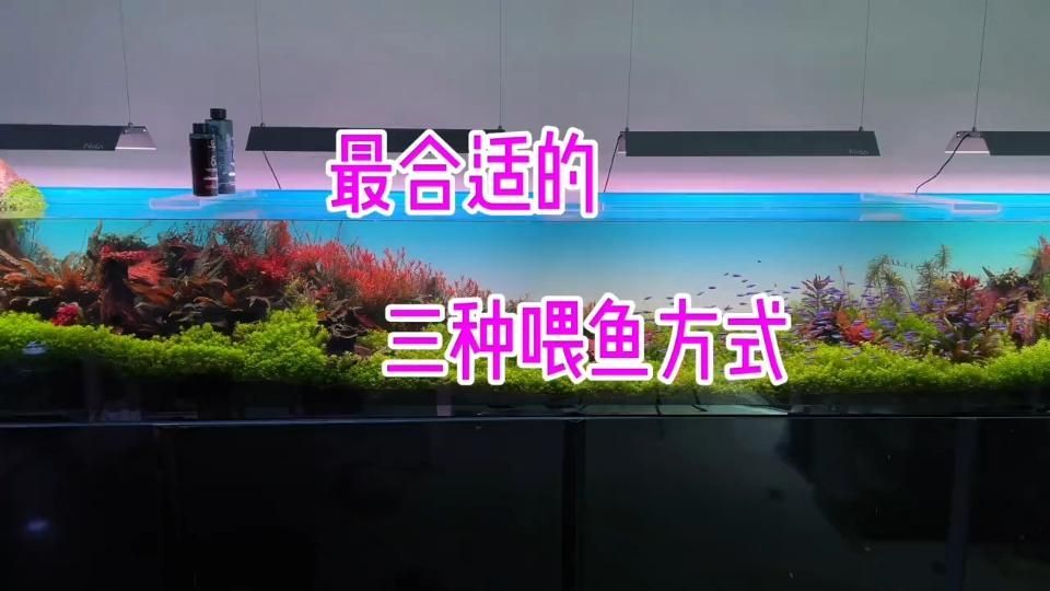 如何判斷哪些食物對魚鰭充血有害，如何判斷“正確投喂vs對魚鰭充血”