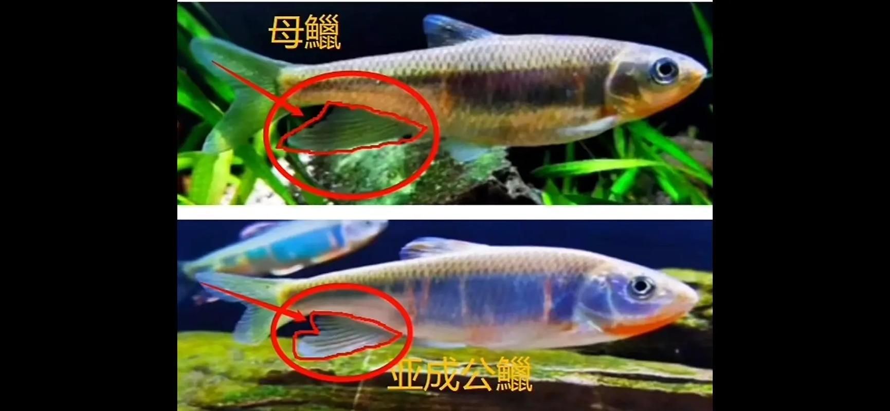 如何判斷哪些食物對魚鰭充血有害，如何判斷“正確投喂vs對魚鰭充血”