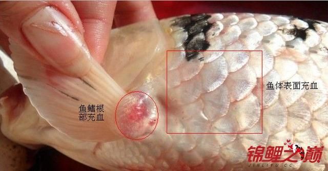 如何判斷哪些食物對魚鰭充血有害，如何判斷“正確投喂vs對魚鰭充血”
