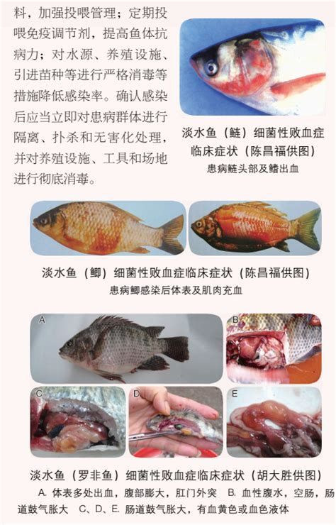細(xì)菌性魚病有什么特點(diǎn)，細(xì)菌性魚病是水產(chǎn)養(yǎng)殖中最常見、危害最大的疾病之一
