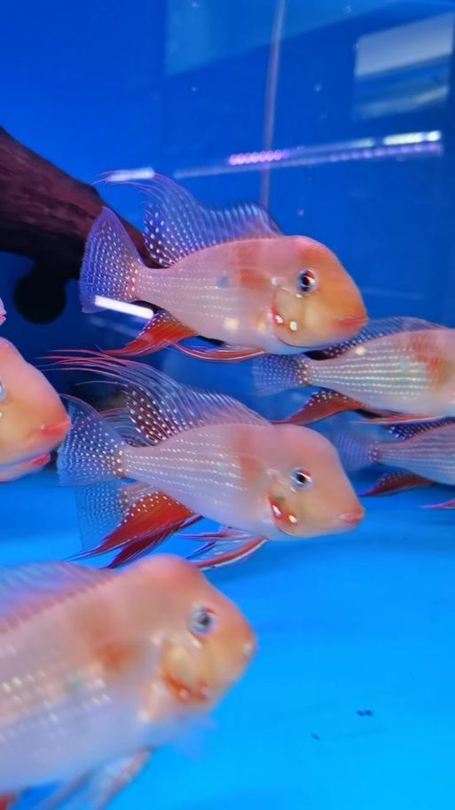 如何判斷赤荔鳳冠魚是否成熟？，如何判斷“赤荔鳳冠魚”并非成熟？