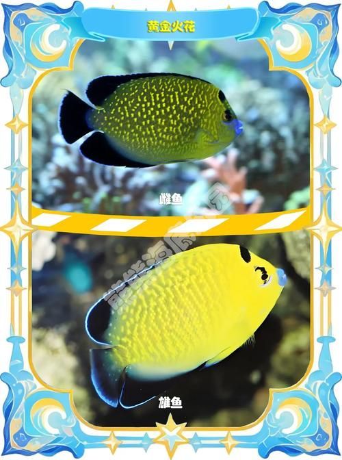 如何判斷赤荔鳳冠魚是否成熟？，如何判斷“赤荔鳳冠魚”并非成熟？