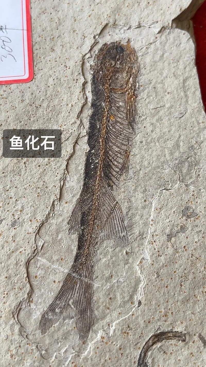 鷹手營(yíng)子礦龍魚的特征是什么？，“鷹手營(yíng)子礦龍魚”是什么魚？