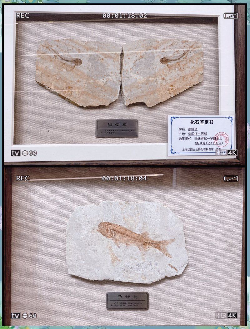 鷹手營(yíng)子礦龍魚的特征是什么？，“鷹手營(yíng)子礦龍魚”是什么魚？