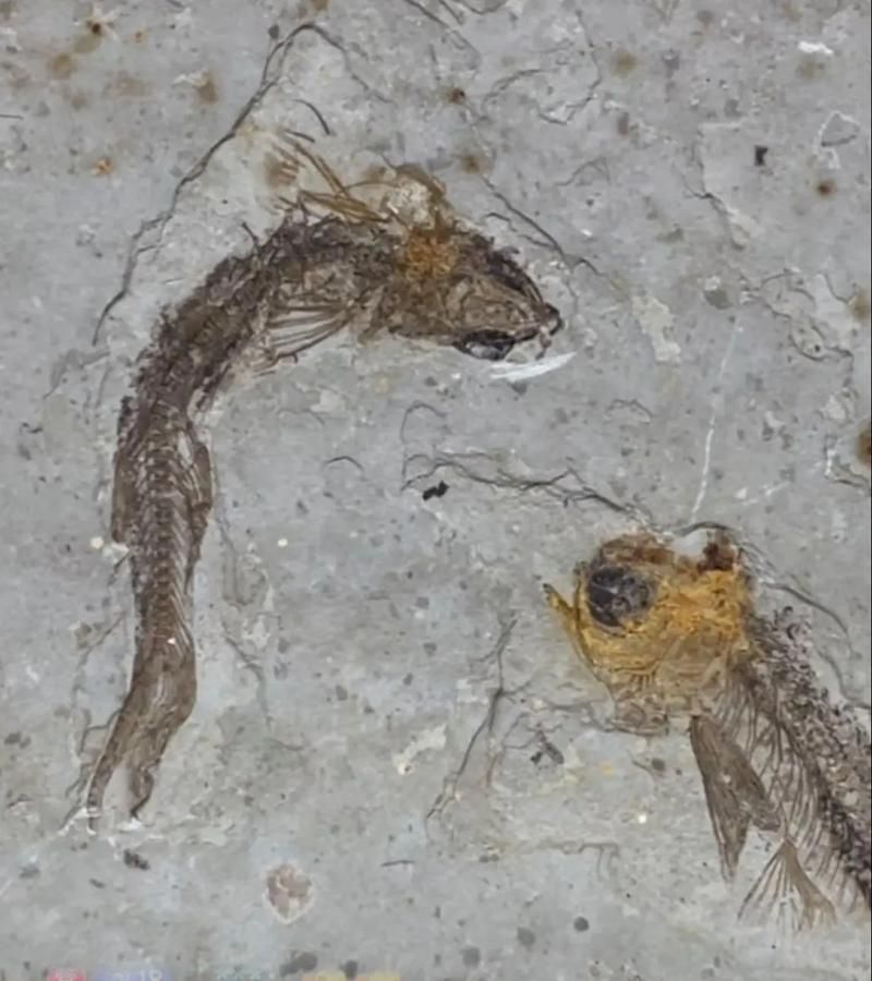鷹手營(yíng)子礦龍魚的特征是什么？，“鷹手營(yíng)子礦龍魚”是什么魚？