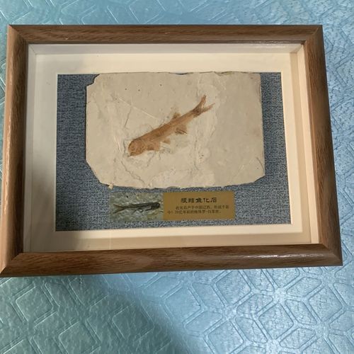 鷹手營(yíng)子礦龍魚的特征是什么？，“鷹手營(yíng)子礦龍魚”是什么魚？