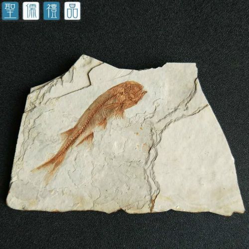 鷹手營(yíng)子礦龍魚的特征是什么？，“鷹手營(yíng)子礦龍魚”是什么魚？