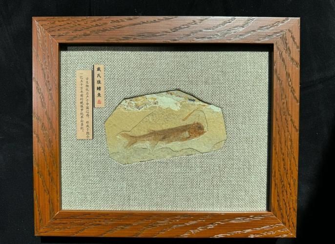 鷹手營(yíng)子礦龍魚的特征是什么？，“鷹手營(yíng)子礦龍魚”是什么魚？