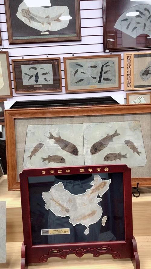 鷹手營(yíng)子礦龍魚的特征是什么？，“鷹手營(yíng)子礦龍魚”是什么魚？