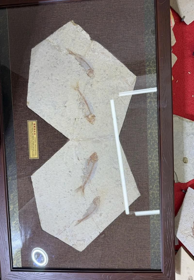 鷹手營(yíng)子礦龍魚的特征是什么？，“鷹手營(yíng)子礦龍魚”是什么魚？