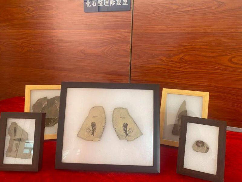 鷹手營(yíng)子礦龍魚的特征是什么？，“鷹手營(yíng)子礦龍魚”是什么魚？