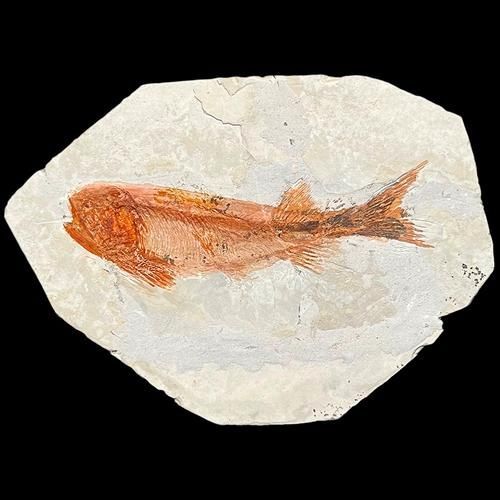 鷹手營(yíng)子礦龍魚的特征是什么？，“鷹手營(yíng)子礦龍魚”是什么魚？