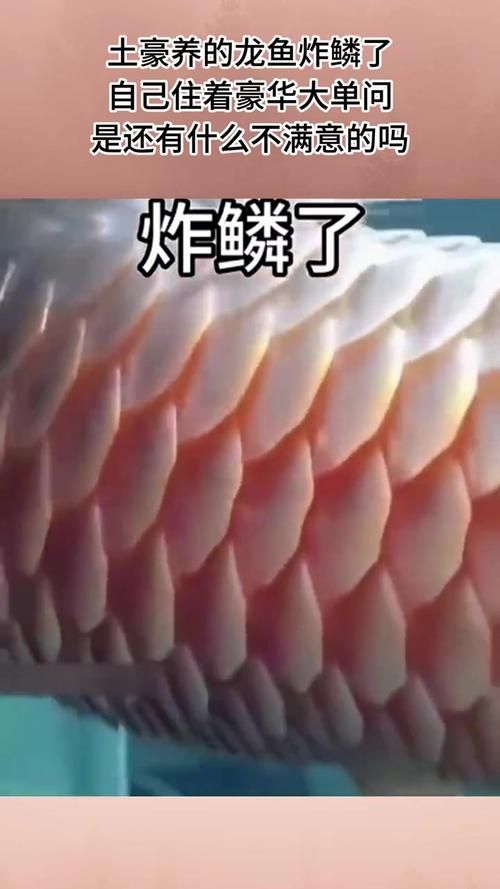 給我一些區分炸鱗類型的圖片，外傷型炸鱗如何治療內臟疾病型炸鱗有哪些治療方法