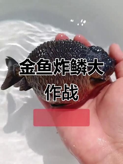 給我一些區分炸鱗類型的圖片，外傷型炸鱗如何治療內臟疾病型炸鱗有哪些治療方法