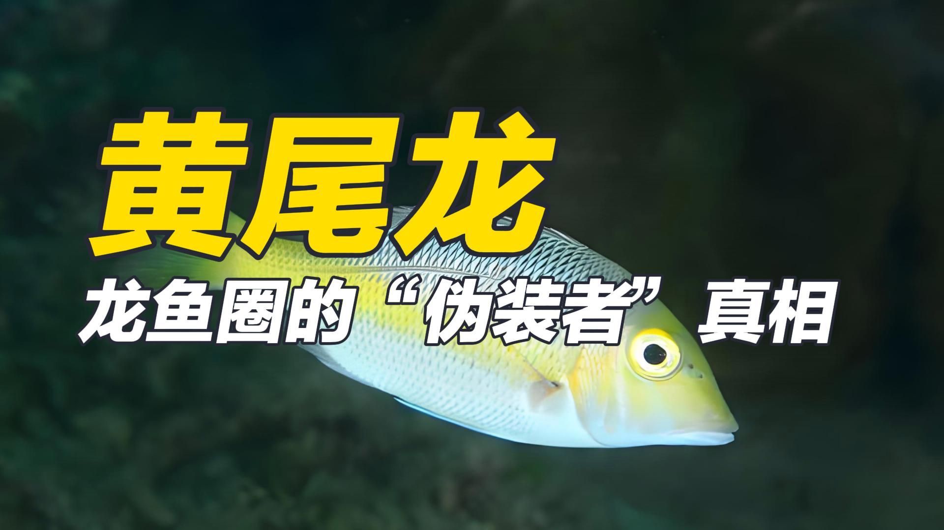 黃尾龍與青龍魚有何區別，黃尾龍與青龍魚有何區別？