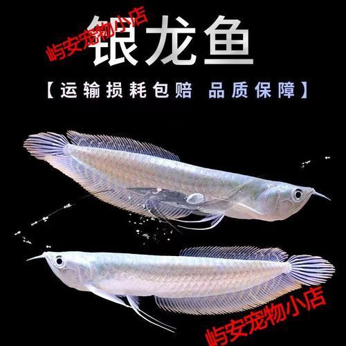 哪些品種的龍魚苗價格最高