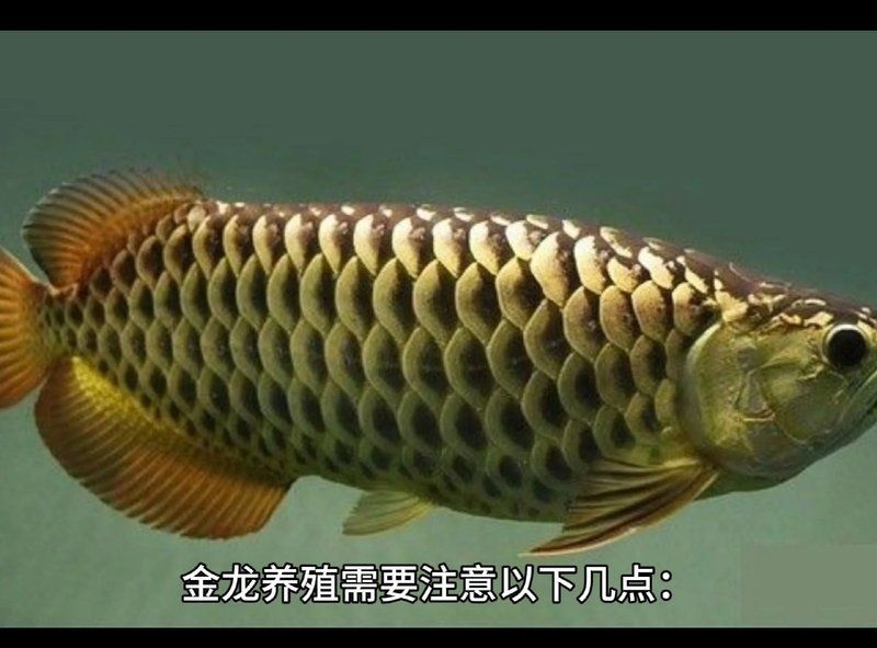 如何預防金龍魚鱗片疾病？