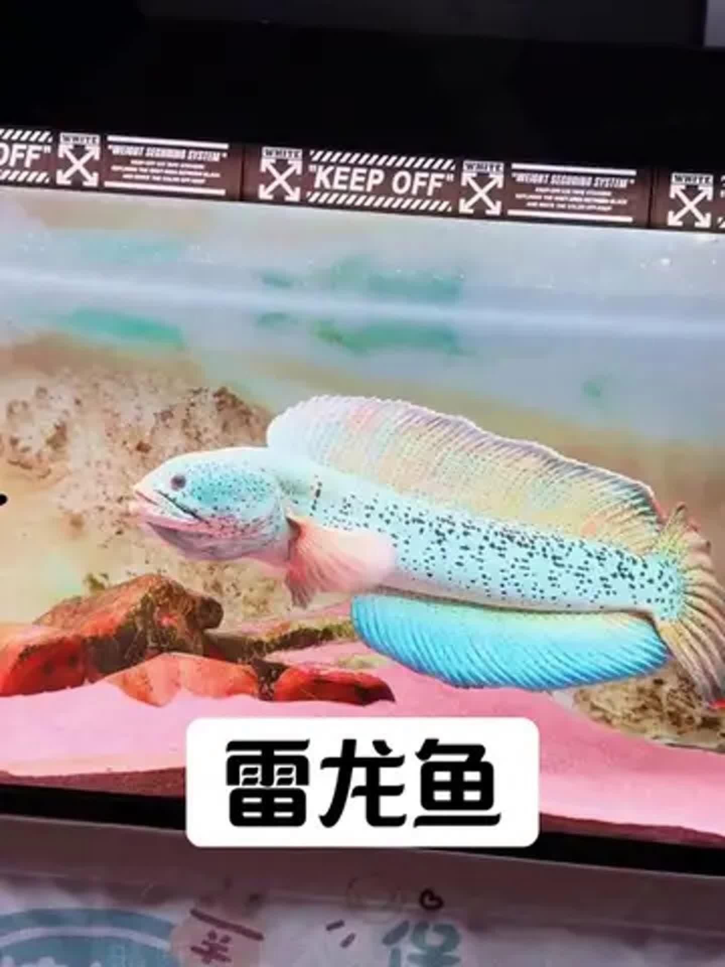 有哪些龍魚品種適合單養？，適合單養的龍魚品種清單，雷龍魚適合單養龍魚品種