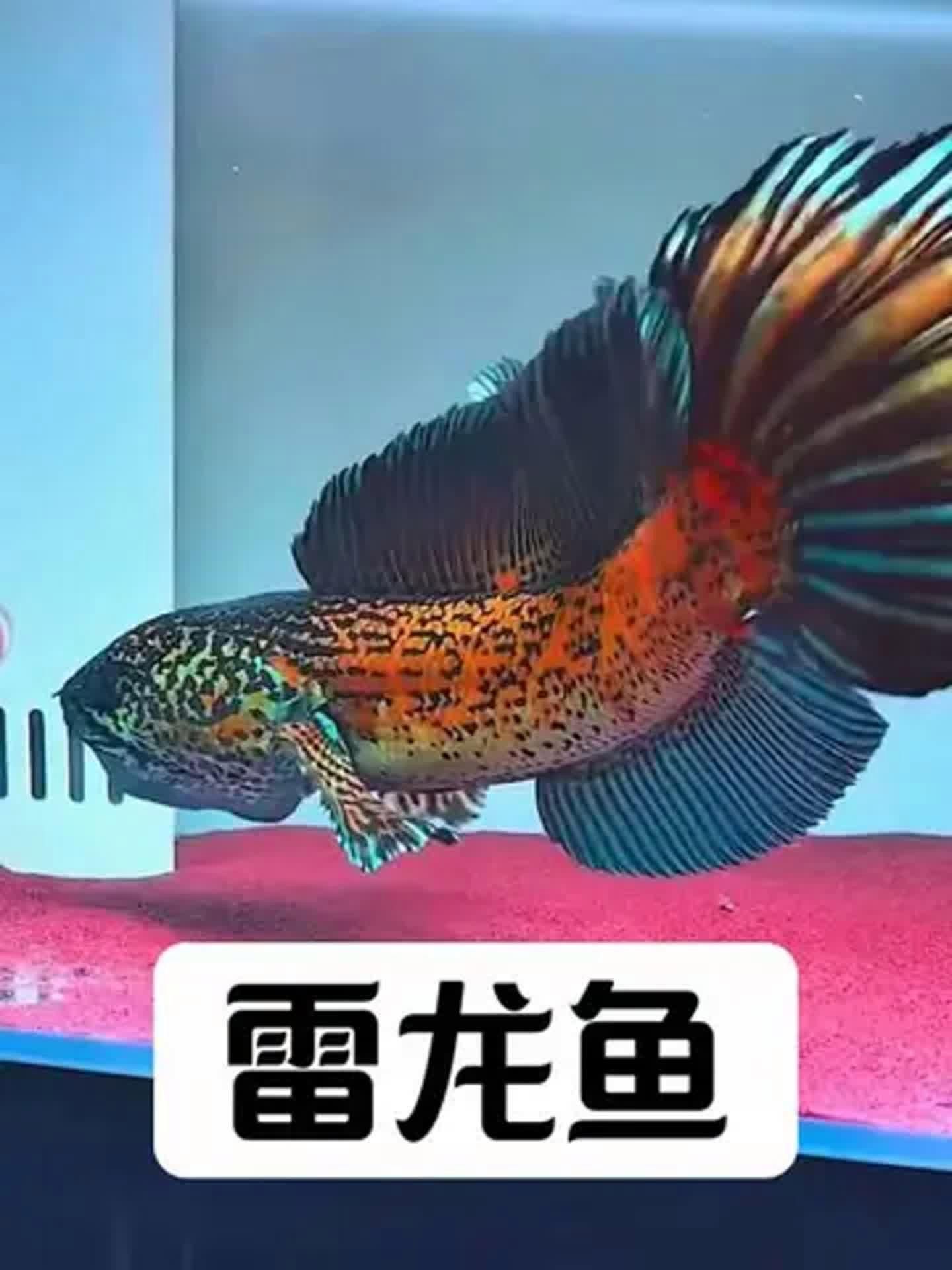 有哪些龍魚品種適合單養？，適合單養的龍魚品種清單，雷龍魚適合單養龍魚品種