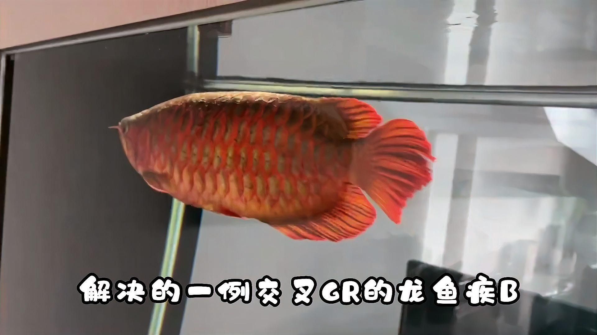 龍魚細菌交叉感染的死亡率高嗎？，arowanabacterialco-infectionmortality