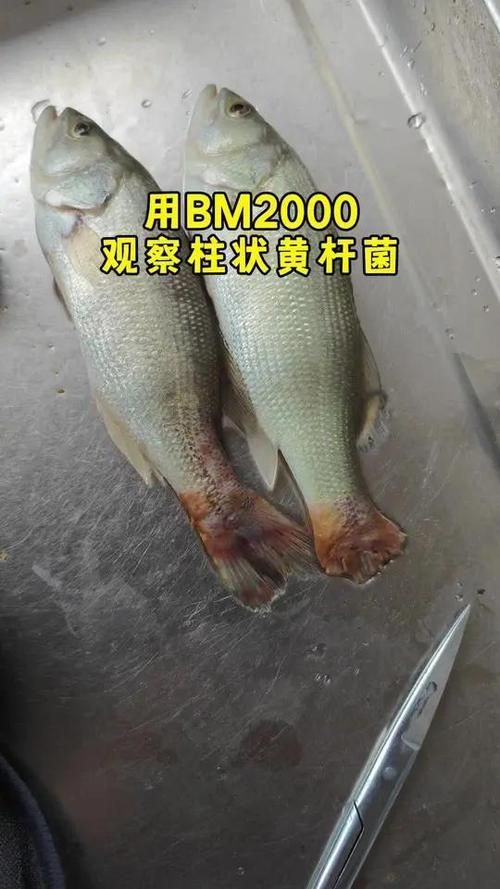 龍魚細菌交叉感染的死亡率高嗎？，arowanabacterialco-infectionmortality