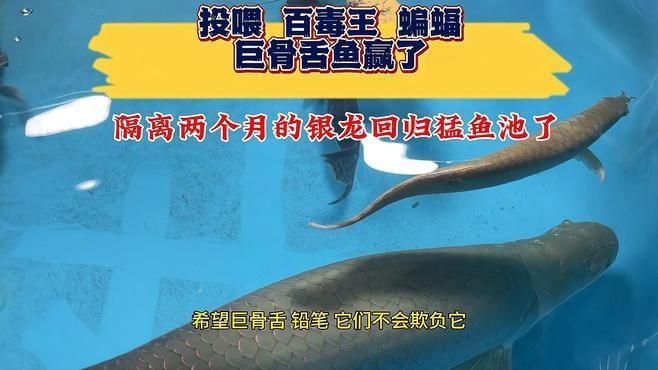 有哪些適合與10cm龍魚苗混養的魚？，適合與10cm龍魚苗混養的魚