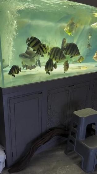 如何設置虎魚的飼養環境
