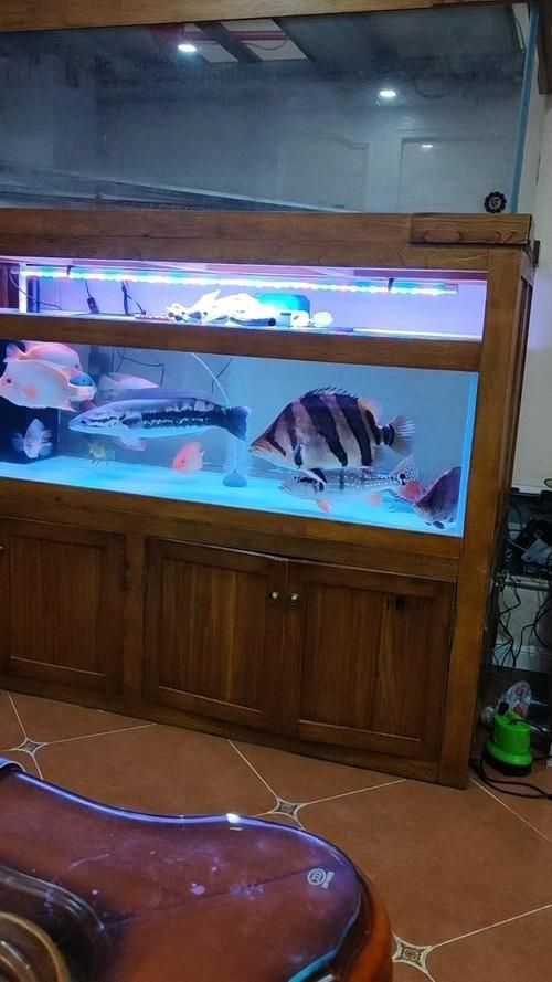 如何設置虎魚的飼養環境