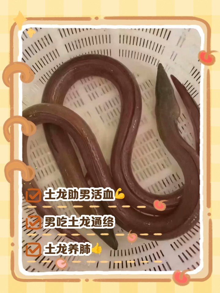閩南土龍魚有哪些營養(yǎng)價值，閩南土龍魚有哪些營養(yǎng)價值閩南土龍魚有哪些營養(yǎng)價值