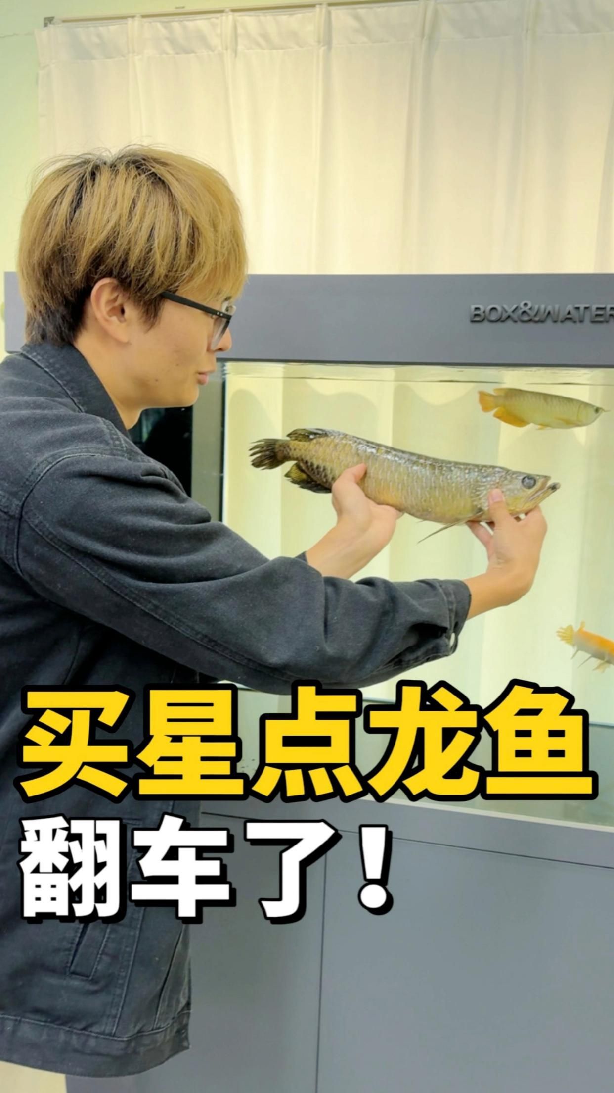 星點龍魚哪個品種最好養？，星點龍魚哪個品種最好養