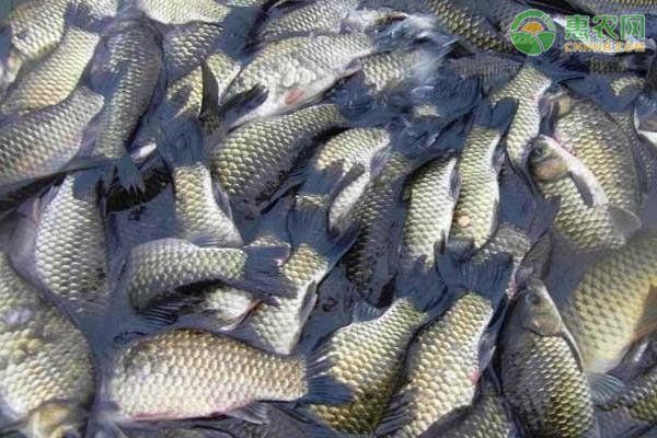 如何預防魚體滲血的發(fā)生，arxiv論文助手arxiv論文助手arxiv論文助手