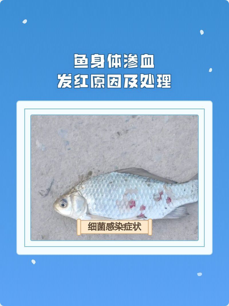如何預防魚體滲血的發(fā)生，arxiv論文助手arxiv論文助手arxiv論文助手