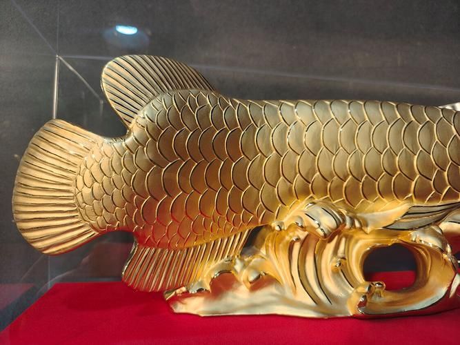金龍魚收藏品市場行情如何，金龍魚收藏品市場價格