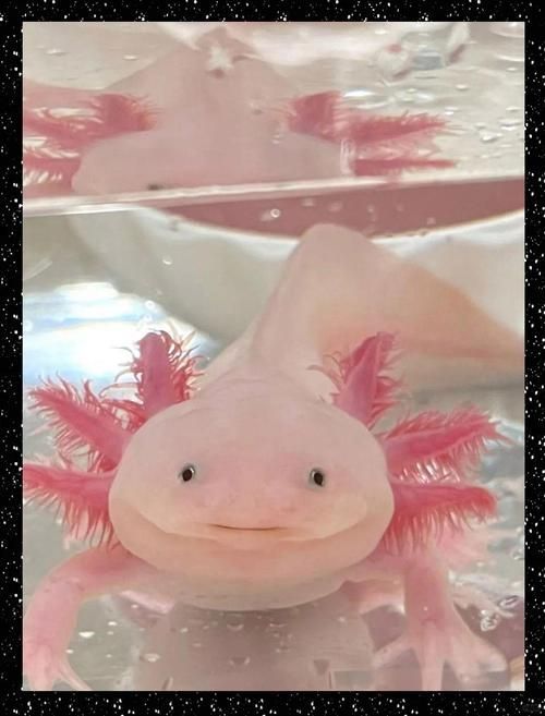 四腳龍魚有哪些品種可以選擇？，四腳龍魚哪個(gè)品種最受歡迎蠑螈飼養(yǎng)指南