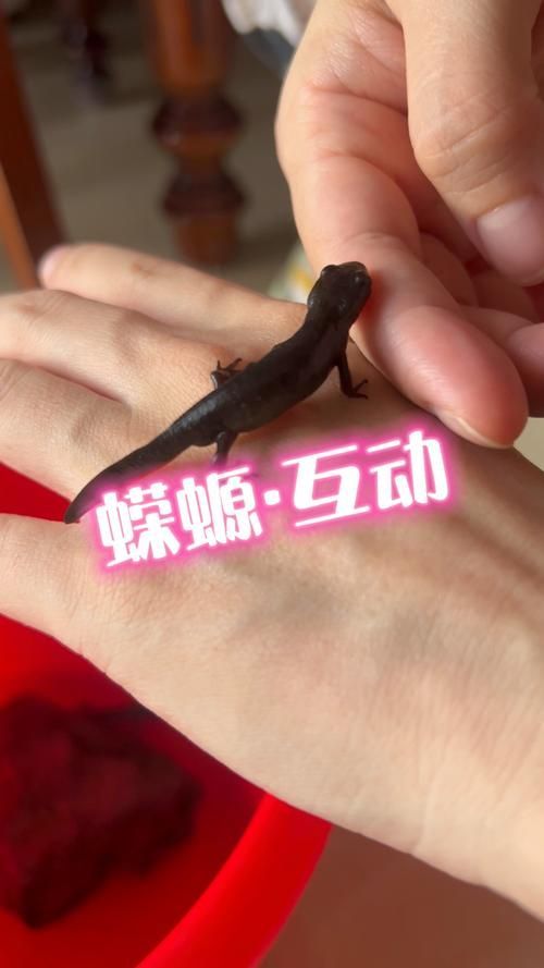 四腳龍魚有哪些品種可以選擇？，四腳龍魚哪個(gè)品種最受歡迎蠑螈飼養(yǎng)指南