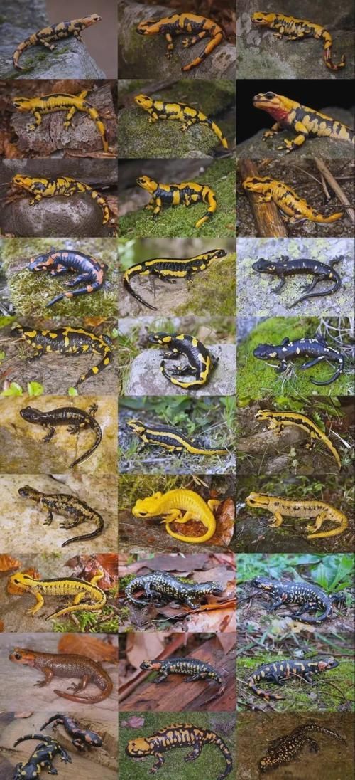 四腳龍魚有哪些品種可以選擇？，四腳龍魚哪個(gè)品種最受歡迎蠑螈飼養(yǎng)指南