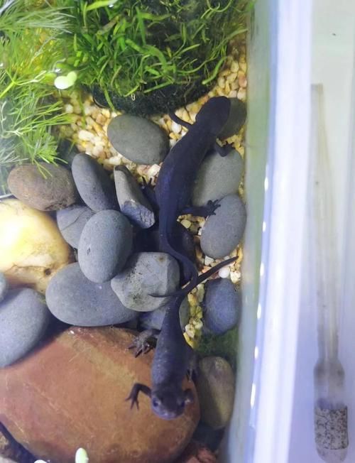 四腳龍魚有哪些品種可以選擇？，四腳龍魚哪個(gè)品種最受歡迎蠑螈飼養(yǎng)指南