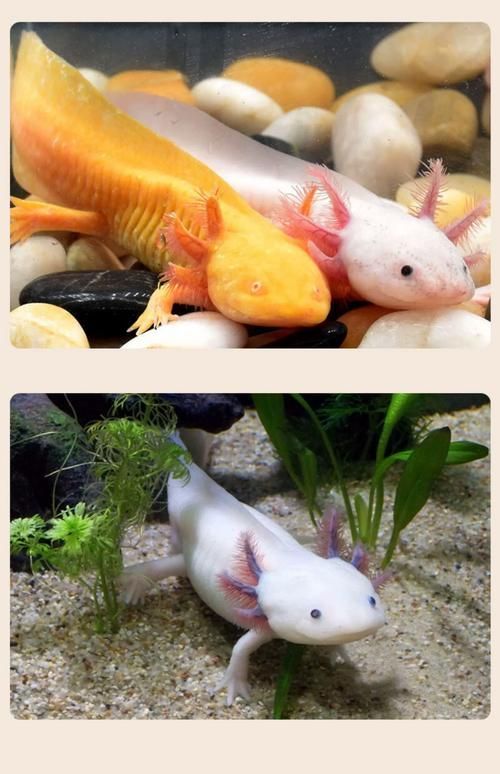四腳龍魚有哪些品種可以選擇？，四腳龍魚哪個(gè)品種最受歡迎蠑螈飼養(yǎng)指南