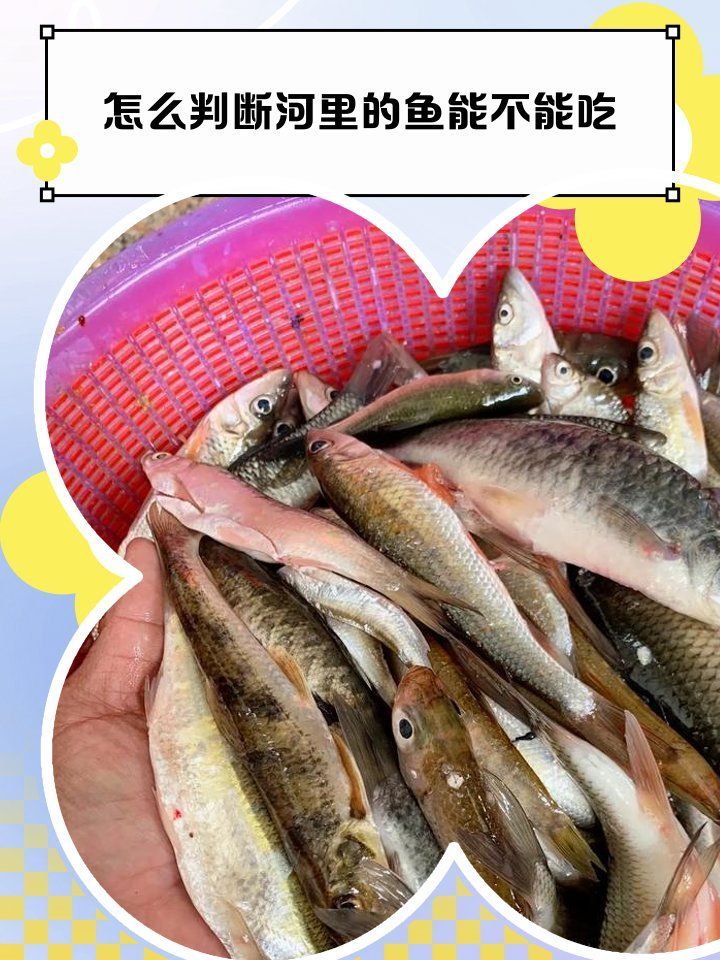 如何判斷魚兒是否中毒，判斷魚兒是否中毒，如何判斷魚是否中毒，三步快速識別
