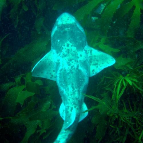 球鯊魚有哪些天敵？