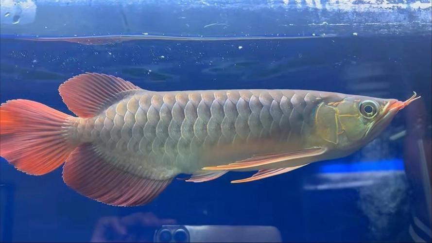 2017年那條標價298萬元的福龍魚是什么品種？，298萬元的“福龍魚”標價298萬元的“福龍魚”是什么品種