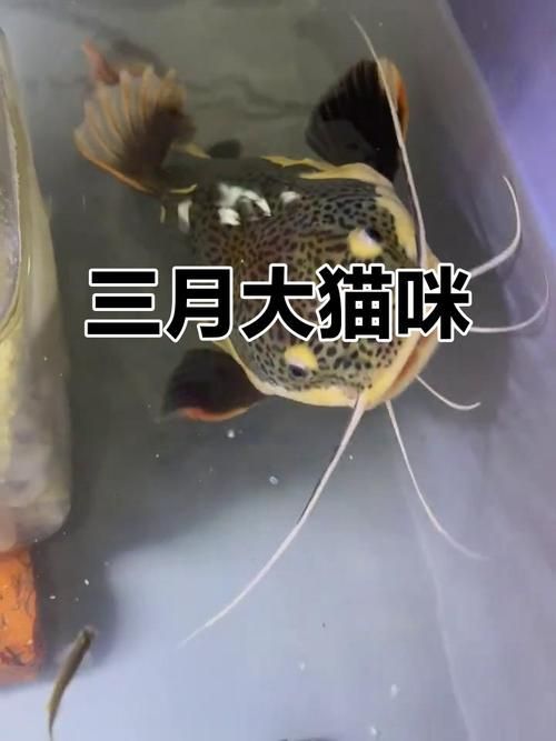 給我一些招財(cái)貓魚(yú)的圖片，招財(cái)貓魚(yú)的圖片