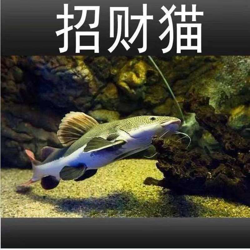 給我一些招財(cái)貓魚(yú)的圖片，招財(cái)貓魚(yú)的圖片