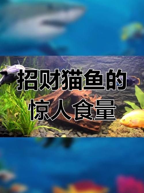 給我一些招財(cái)貓魚(yú)的圖片，招財(cái)貓魚(yú)的圖片