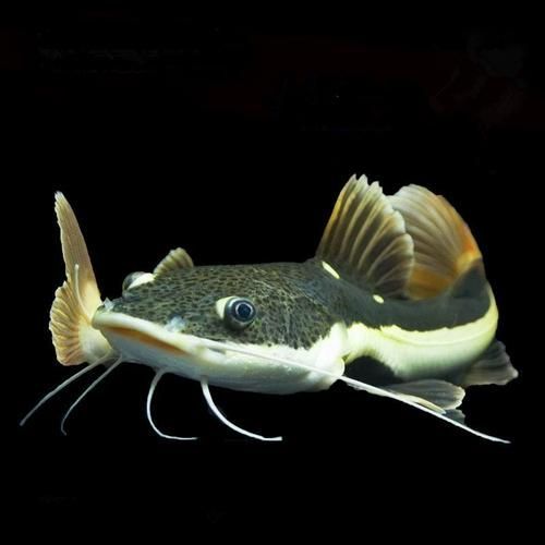 給我一些招財(cái)貓魚(yú)的圖片，招財(cái)貓魚(yú)的圖片