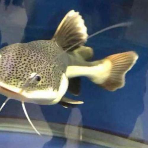 給我一些招財(cái)貓魚(yú)的圖片，招財(cái)貓魚(yú)的圖片
