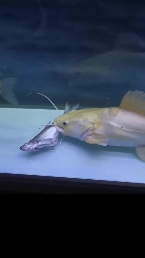 給我一些招財(cái)貓魚(yú)的圖片，招財(cái)貓魚(yú)的圖片